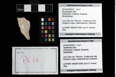 Foto (Objekt + Etikett) von Mundopsidae indet.  (NHMW-GEO-2014-0194-0616)